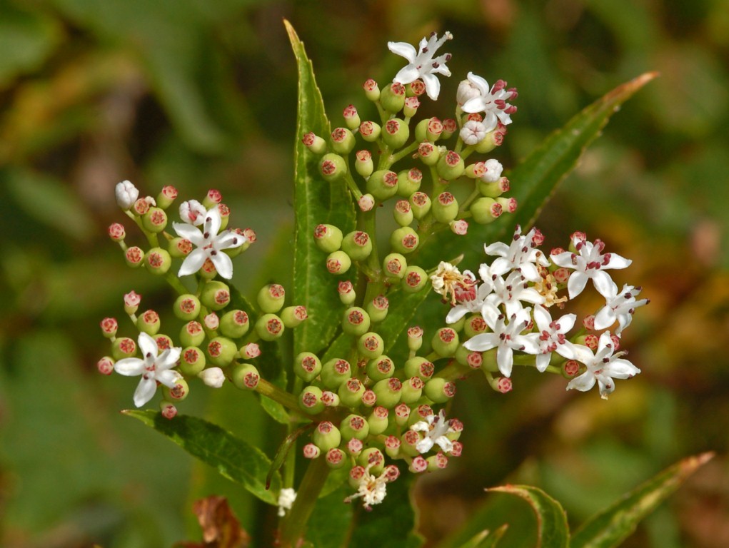 Una pianta con dei piccoli fiori bianchi  - Sambucus ebulus